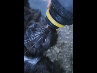 Katzen vor Feuertod gerettet