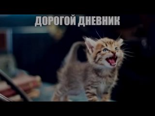 дорогой дневник…