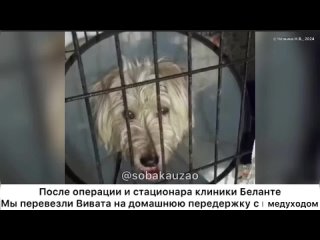 Вивата выписали из клиники после операции и забрали на домашнюю предержау с медуходом. Проект Собака Юзао