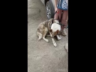 Видео от Группа помощи бездомным собакам г. Ульяновска