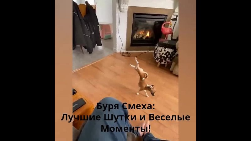 😹 Смешные Кошки и Собаки: Взрыв Смеха гарантирован! 😂