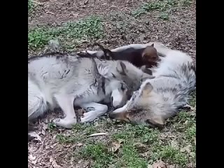 Волки умеют любить!
