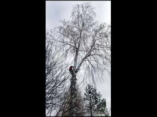 Видео от Арбористика. Спил и Кронир. деревьев Воткинск