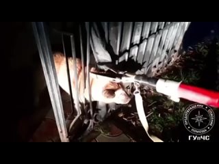 В Дубоссарах собака застряла в заборе и скулила. Так она мучилась целый день, пока люди не вызвали спасателей. Всё закончилось х