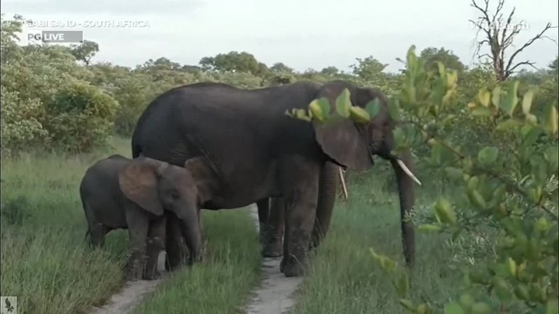 Wild Earth ~ Mom Elephant concerned for the safety of her youngsters! Jan 2, 2024