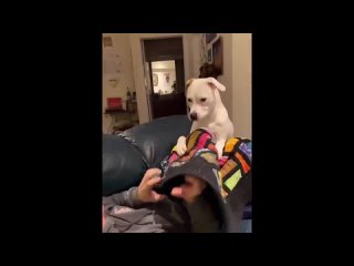 New Funny Animals 😂 Funniest Cats and Dogs Videos 😺🐶 (1)