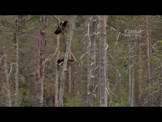 ВОЛКИ – хитрые, умные и очень опасные хищники! Волки против медведя, оленя и бизона!
