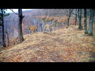 На юге Приморья в объектив скрытой видеокамеры попали уже немного подросшие детеныши Амурского тигра