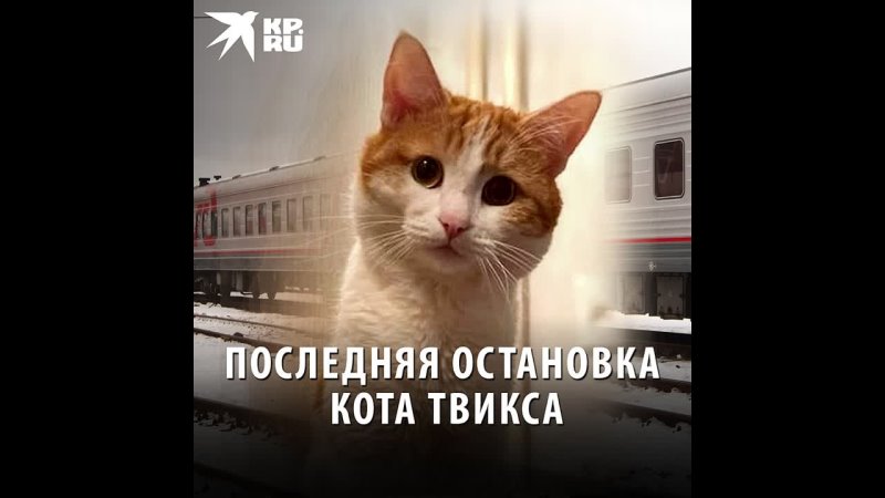 Последняя остановка кота