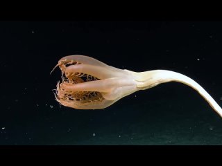 Загадочное морское существо с щупальцами нашли на глубине в Тихом океане