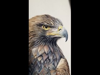 Беркут  королевский орел. Картина акварелью Кастальского Дмитрия