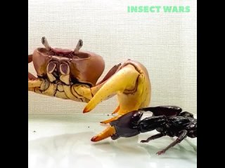 Война насекомых. Сцена битвы или кормления?