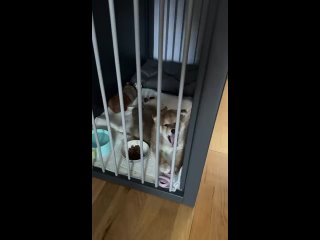 Видео от МирШиншилл.рф | Вольеры для собак
