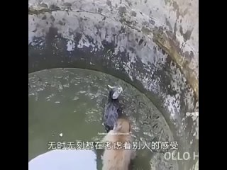 умная обезьянка спасает котика
