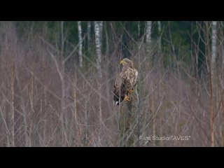 Golden eagle or white-tailed eagle Who will get the loot