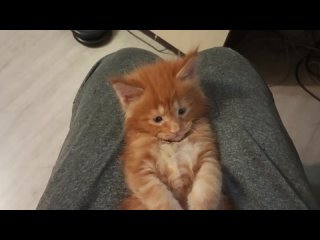 Котёнок мейн кун, 1 месяц, красный мрамор😼🦁🐱