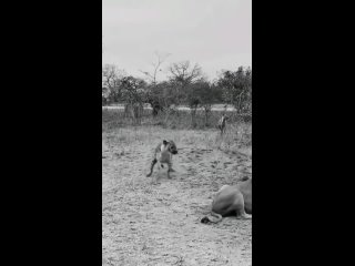 Гиены напали на львицу 🦁🦁