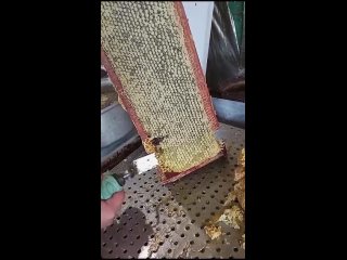 Моё новое хобби 🍯🐝