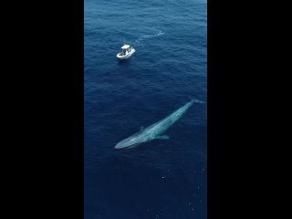 Бoльшoй cиний кит – гигaнт плaнeты Зeмля. 🐳