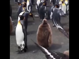 Детеныш пингвина