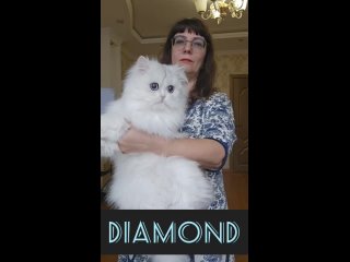 Британский длинношерстный котик Diamond, серебристая шиншилла с голубыми глазами, ищет любящую семью.