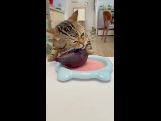 голодный котик