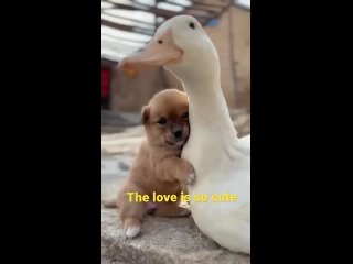 Petit Labrador et son amie l’Oie