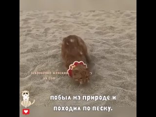 бедный котик