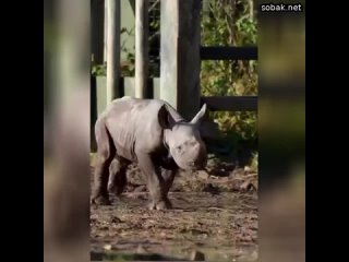 Какие же детеныши носорогов все таки милые   милые животные