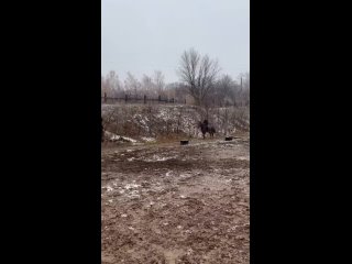 Видео от Индивидуальные тренировки по конному спорту