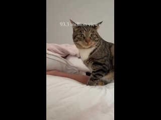 кот Марли будит хозяйку Marleys CRAZIEST wake ups - видео с котиками