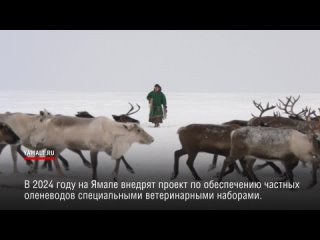 На Ямале внедрят проект по обеспечению частных оленеводов ветеринарными наборами