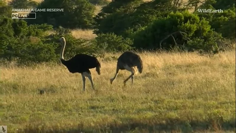 Wild Earth-Ostrich Family Mom Dad and Tiny Chick!  Jan 5 2024