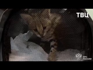 🐱 Трёхмесячного котёнка сервала – очень редкого животного - пытался вывезти из России гражданин США.