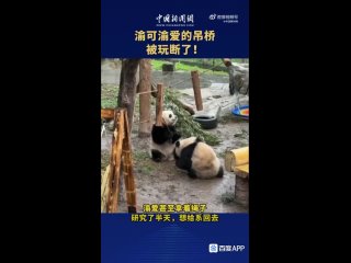 Починить сломанный мостик попытались панды в КитаеМалыши играли на подвесном мосту, однако он внезапно оборвался.