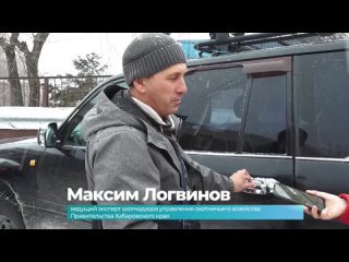 Хромающего тигрёнка обнаружили на трассе, ведущей к селу Вознесенское