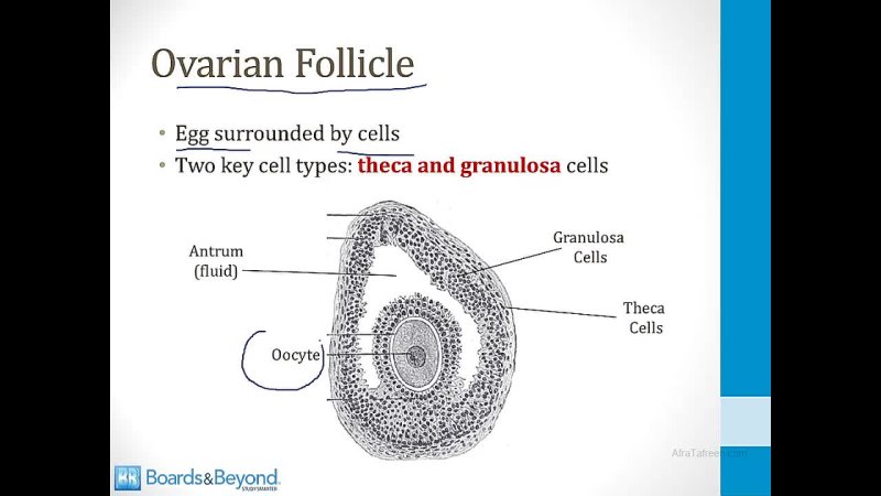 Reproductive - 8. Related Videos - 4.Female Reproductive Hormones atf