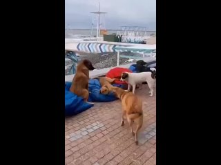 Собаки в Сочи заняли наилучшие места на набережной курорта после того, как туристы уехали. 😁