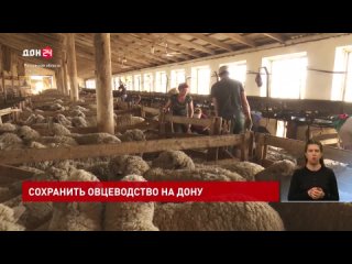 Как поднять рентабельность донского овцеводства?