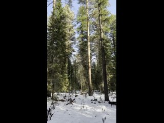 📷 Видеозарисовка

Встречи с обитателями Алтайского заповедника.