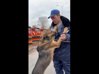 Казанские рабочие подарили дом и заботу собаке из приюта