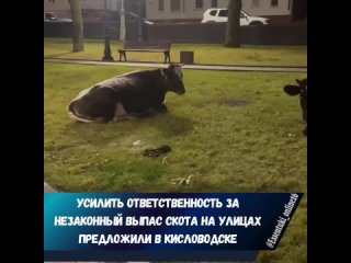 В Кисловодске уже давно борются с выпасом скота на улицах города.