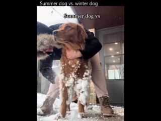 Follow @photoswithpets for daily furry goodness  Summer dog vs. winter dog   Is your pup a summer dog or winter dogCredit- nadal