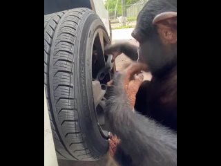 Шимпанзе долго смотрел, как чинят автомобиль и начал помогать с ремонтом