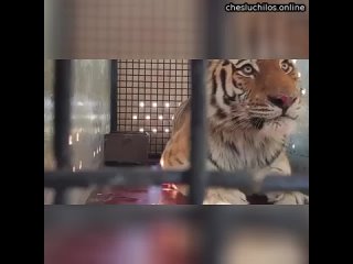 Пострадавшего от браконьеров амурского тигра доставили из Владивостока в Москву  Взрослого тигра пой