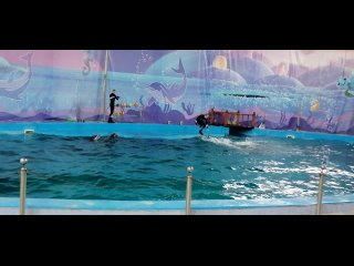 Представление дельфинов в дельфинарии “Морская звезда“