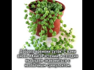 Крестовник Роули (Senecio rowleyanus)  Жемчужные нити - находка для любителя суккулентов.