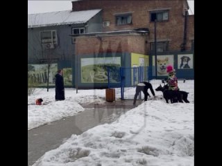 В Гольяново владелец двух доберманов напал на соседку из-за замечания про отсутсвие намордников у собак.