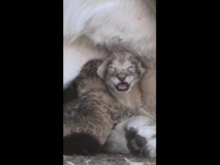 Львица из Мариуполя кормит малышей. Тайган.