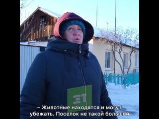 Передвижной цирк оставил африканских хищников на морозе